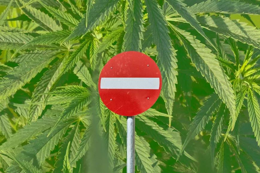 Editorial Cáñamo España #291