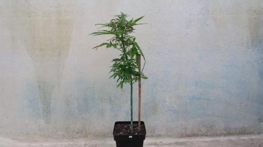 Espigamiento. Porqué ocurre y cómo controlarlo. Por Buddha Seeds