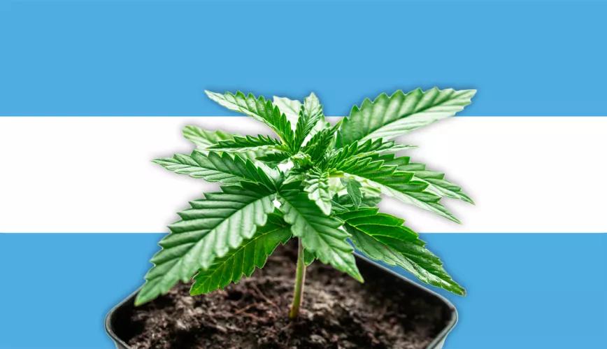 La Corte Suprema argentina decidirá sobre el derecho a autocultivar cannabis medicinal