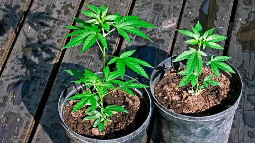 La Corte Suprema de Canadá podría acabar con la prohibición del autocultivo en Quebec 