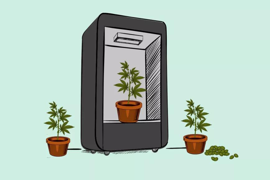 Cosecha continua de autoflorecientes en interior 