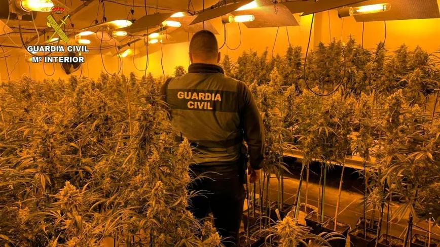 Detenida con 73 años y más de 500 plantas creciendo en el domicilio