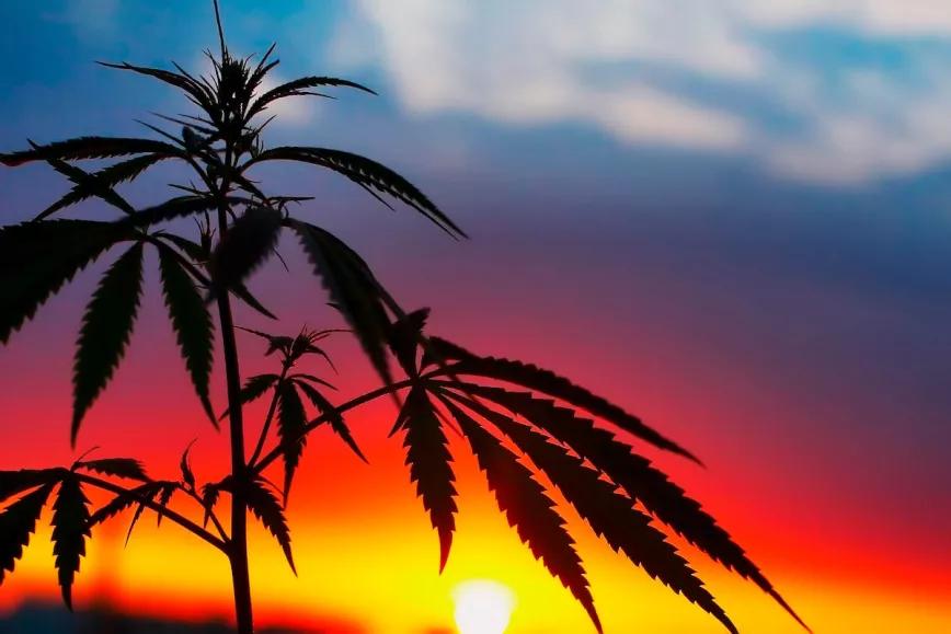 Los militares de Zambia se ponen a cultivar cannabis 