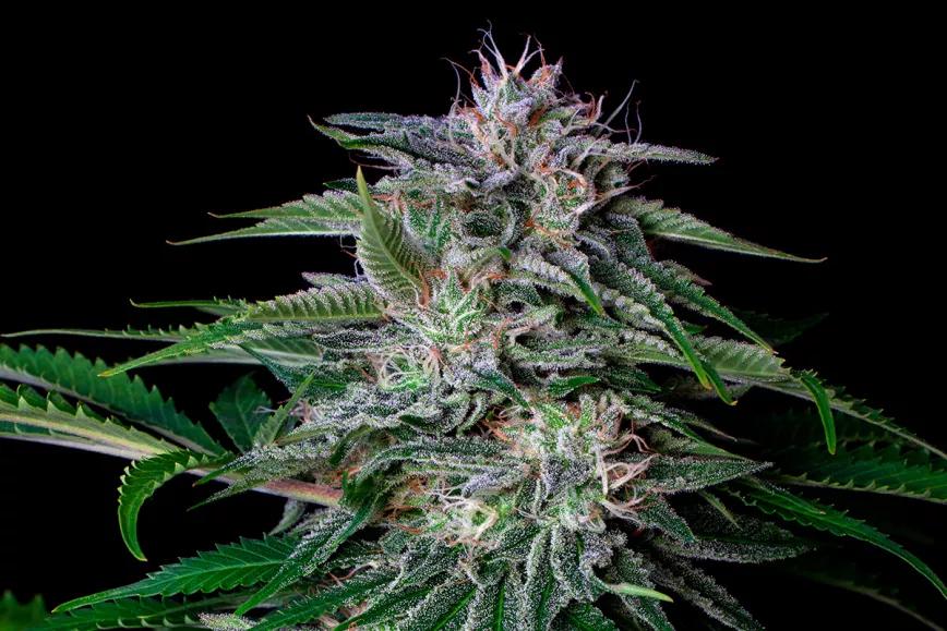 Top Autos de Buddha Seeds para arrancar la temporada