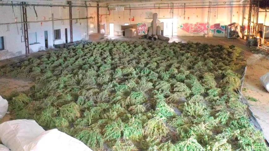 La policía interviene 400.000 plantas de cannabis ricas en CBD