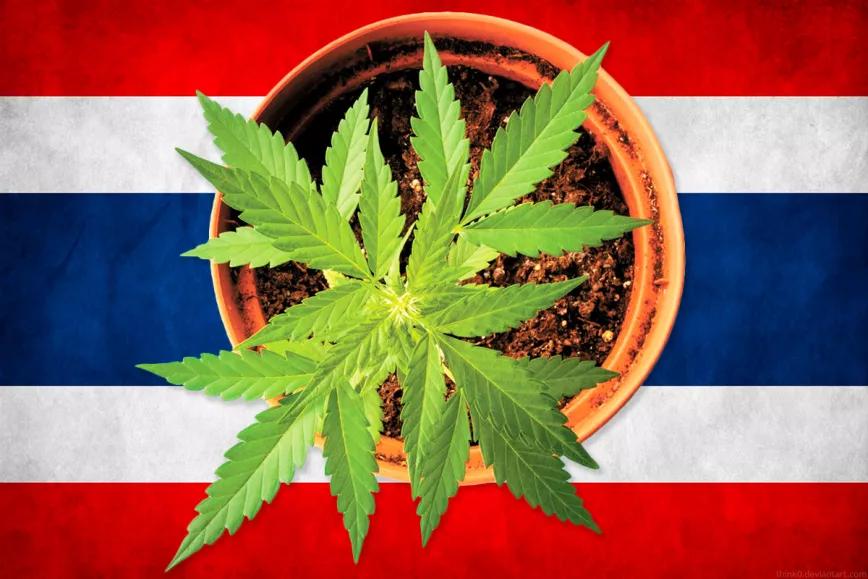 Los tailandeses podrán cultivar cannabis en sus casas sin límite 
