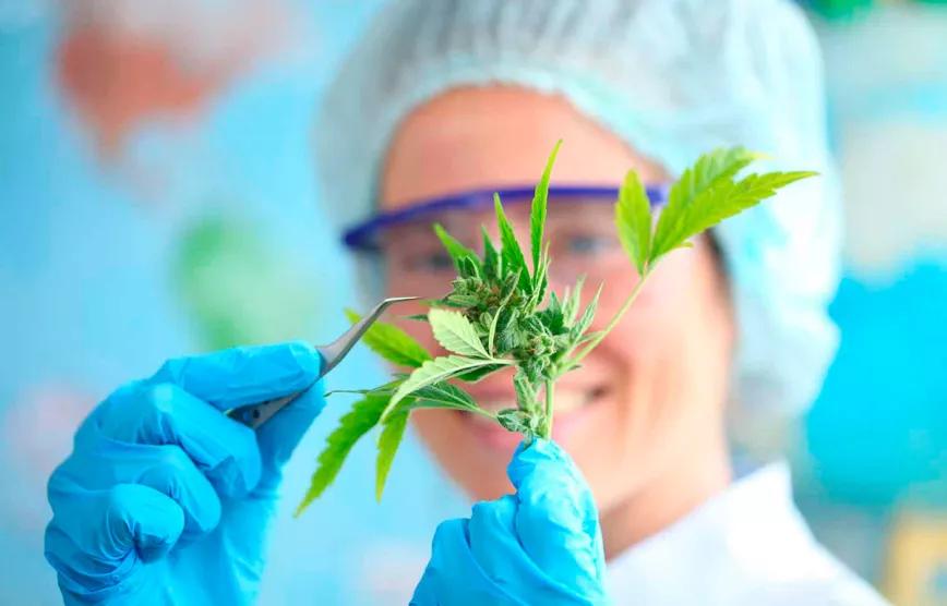 Argentina destina cientos de millones de pesos a la investigación con cannabis