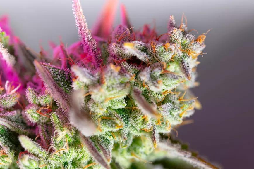 Novedades Sweet Seeds® 2022