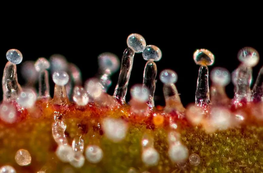 Una empresa produce tricomas de cannabis sin cultivar la planta