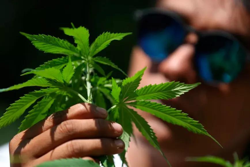 La Suprema Corte de México falla contra los usuarios de cannabis 