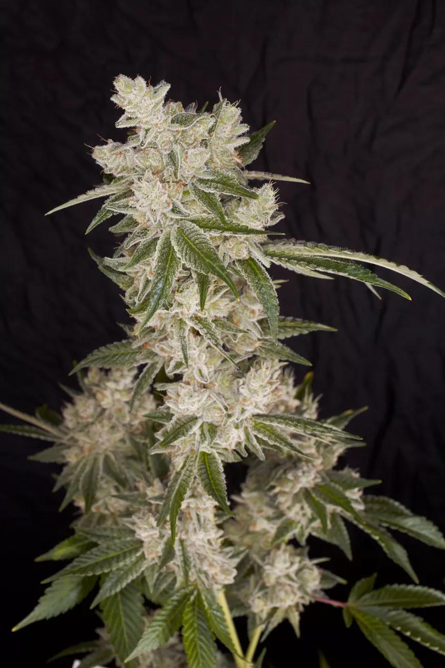 Buddha Auto Tangie: subidón vitamínico con esencia americana 