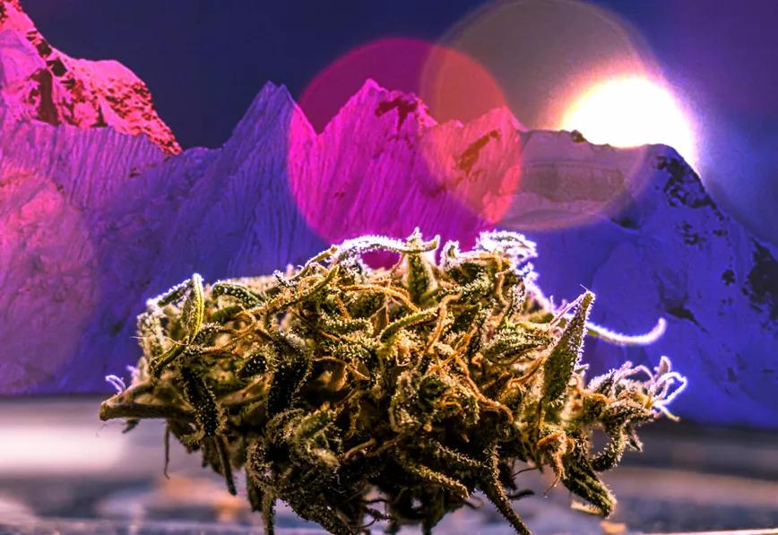 Nepal vuelve a plantear la despenalización del cannabis