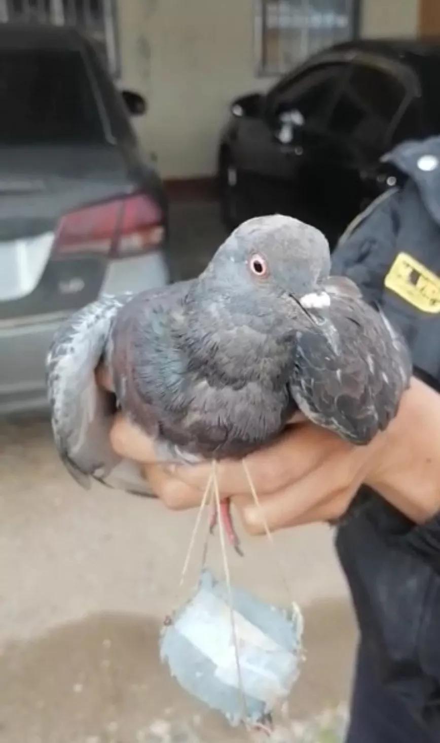 Interceptan una paloma mensajera cargada con marihuana 