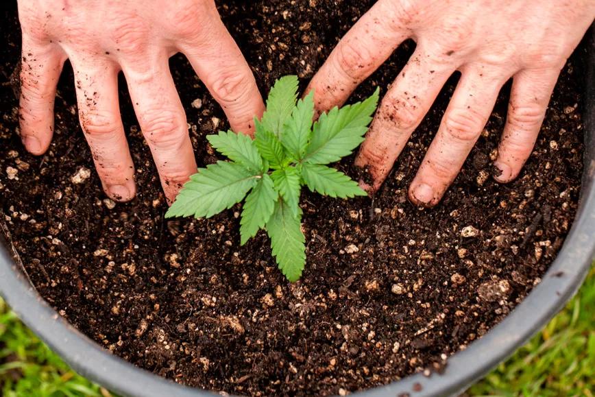 El Tribunal Superior de Brasil autoriza el autocultivo medicinal 