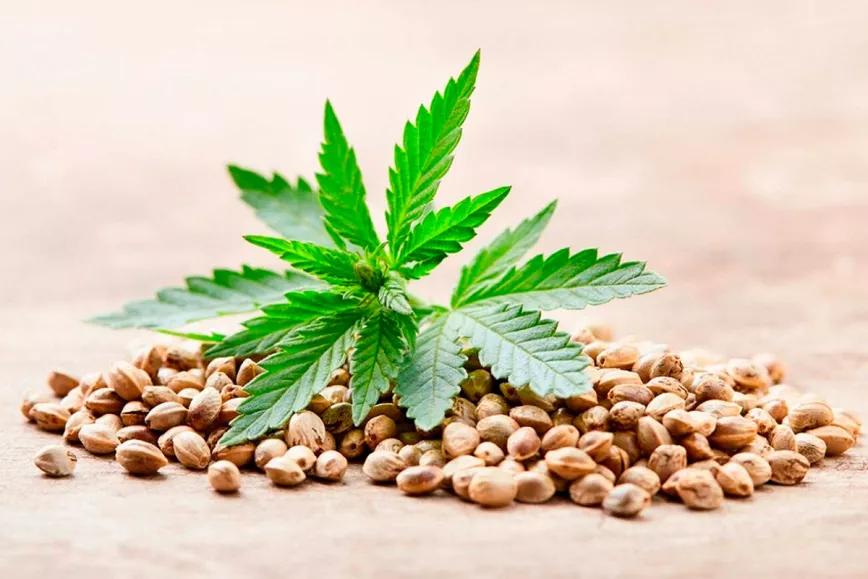 Una guía para ayudar al sector cannábico a lidiar con la legalidad de las semillas 