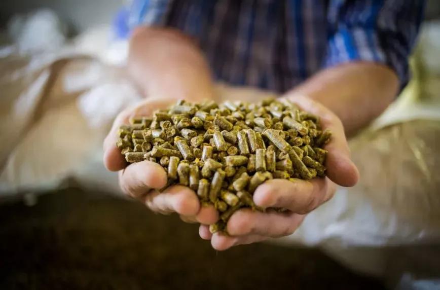 La alimentación con cáñamo podría reducir el uso de antibióticos en granjas