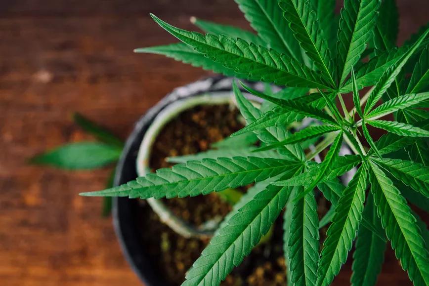 El autocultivo de cannabis entra en el parlamento italiano