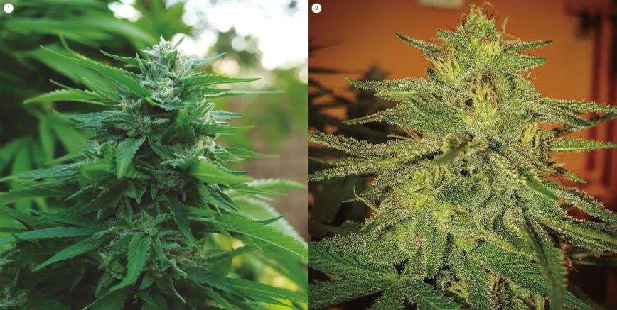 LORD KUSH EARLY VERSION