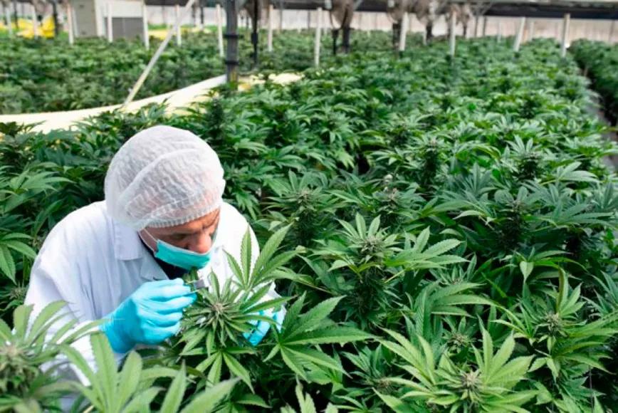 Cada nueva licencia de cannabis atrae inversores en España