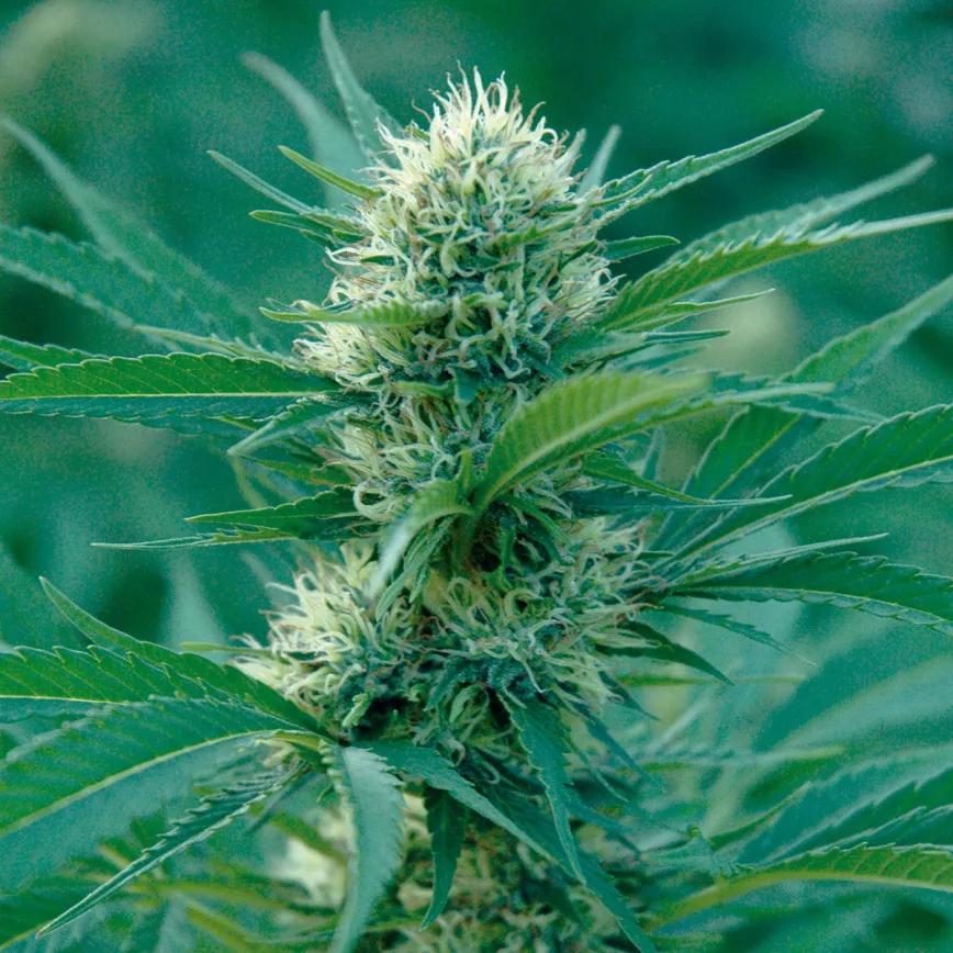 Los insecticidas no son el único camino para lograr un cogollo sano y libre de plagas.