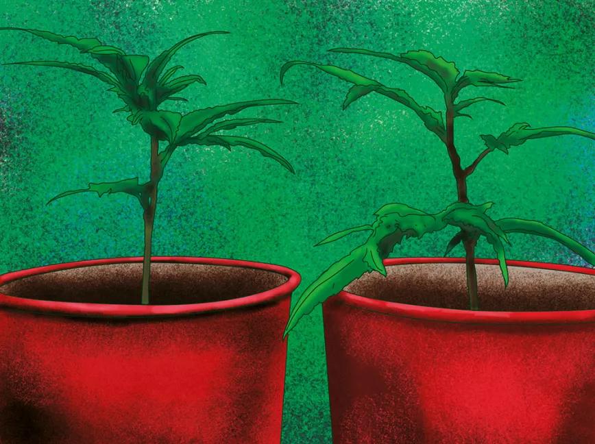 Esquejes en floración 