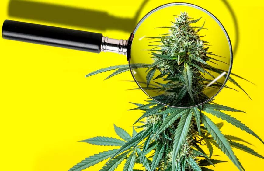 Alemania debate limitar el THC del cannabis