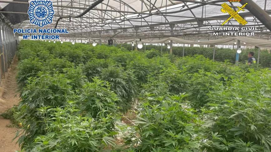 La policía interviene seis toneladas de plantas a una empresa de cáñamo 