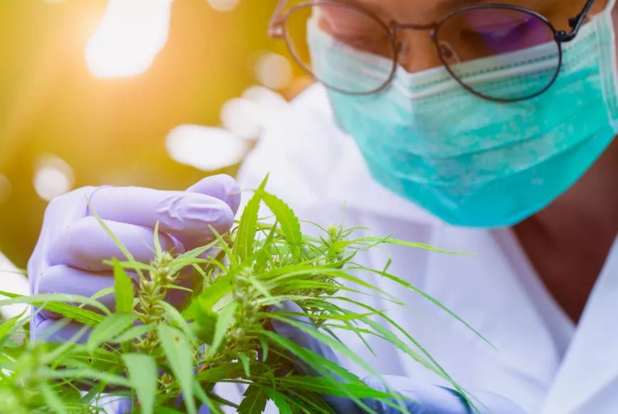 La universidad de Nueva York impartirá una formación sobre el cannabis 