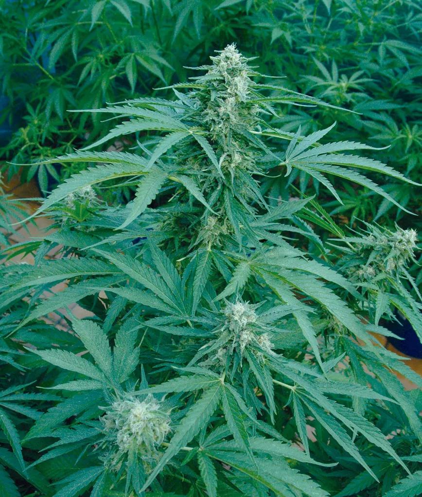 Diez trucos para dominar la floración 