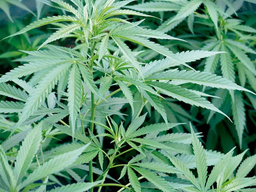 Diez trucos para dominar la floración 