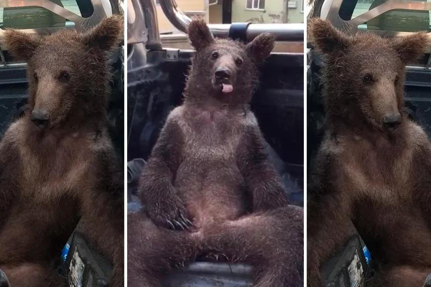 Guardabosques rescatan a un oso colocado con ‘miel loca’