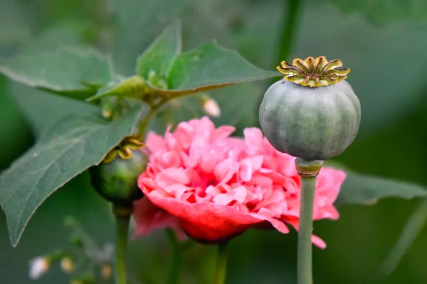 Regular los cultivos de opio para las frenar las sobredosis 