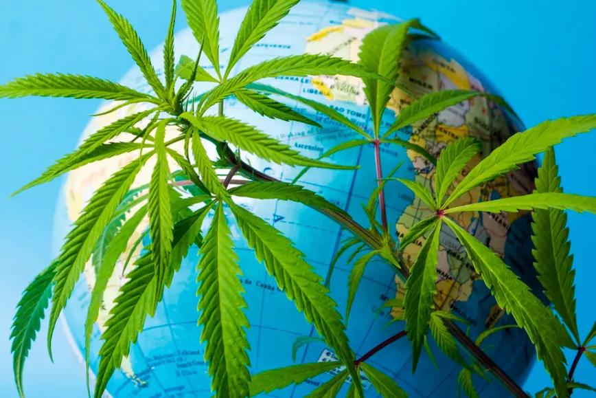 Priorizar a los agricultores del cannabis como vía para la justicia social