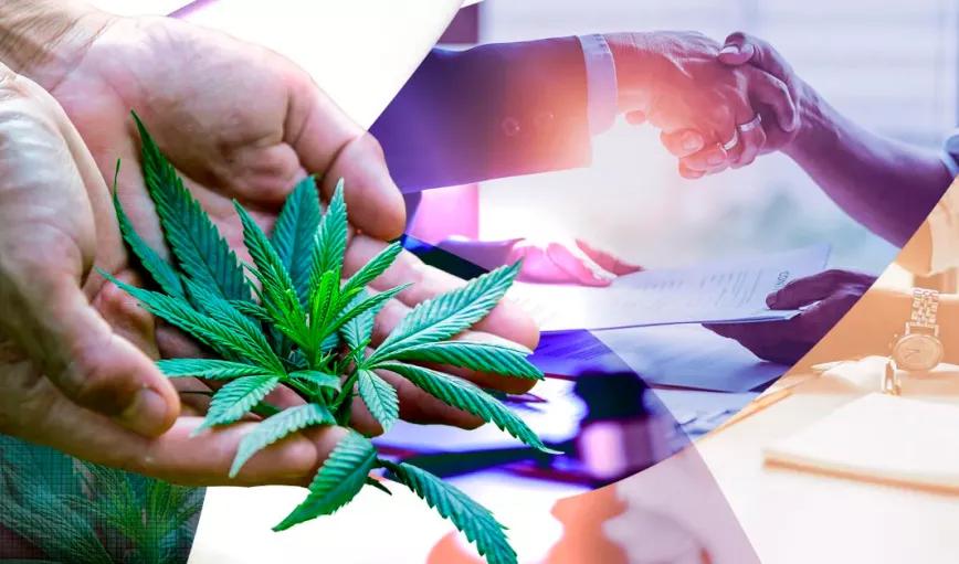 El cannabis de Soria apunta a Florida como destino