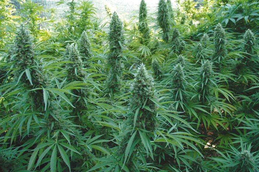 El cultivo y la lluvia: cómo manejar las plantas cuando llegan las tormentas y la humedad 