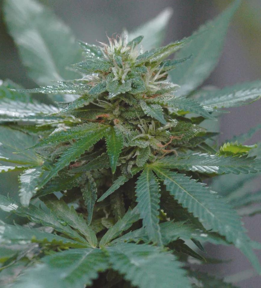 El cultivo y la lluvia: cómo manejar las plantas cuando llegan las tormentas y la humedad 