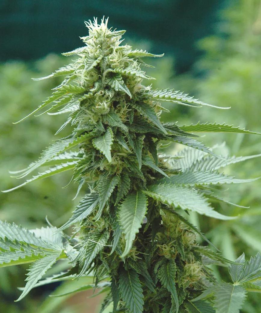 Ocho consejos para preparar la cosecha 