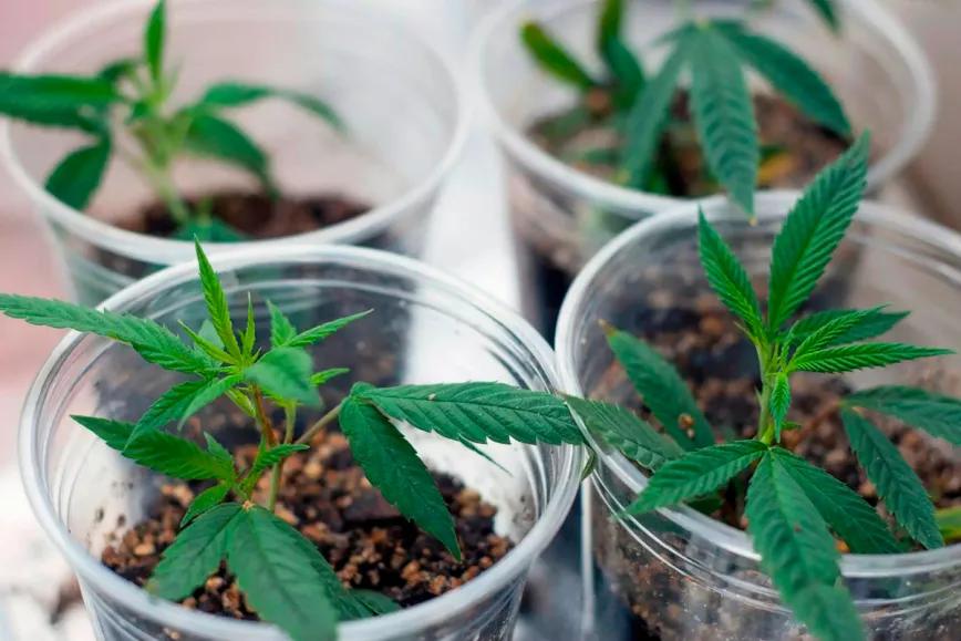 Los alemanes podrán tener dos plantas de marihuana y comprar hasta 20 gramos 