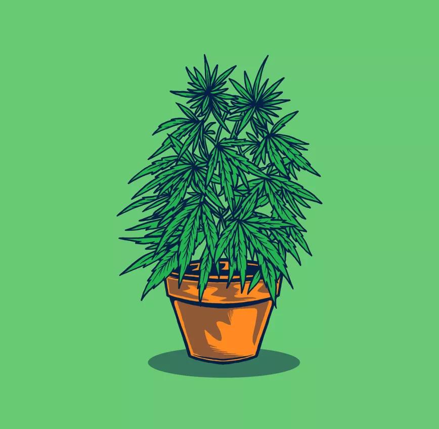 Sacar fuera las plantas del ‘indoor’