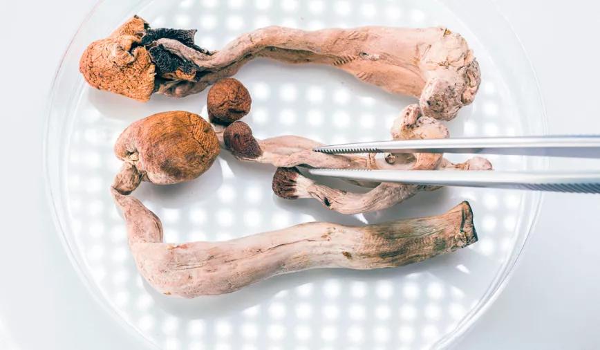 La DEA rechaza la petición de reclasificación de la psilocibina 