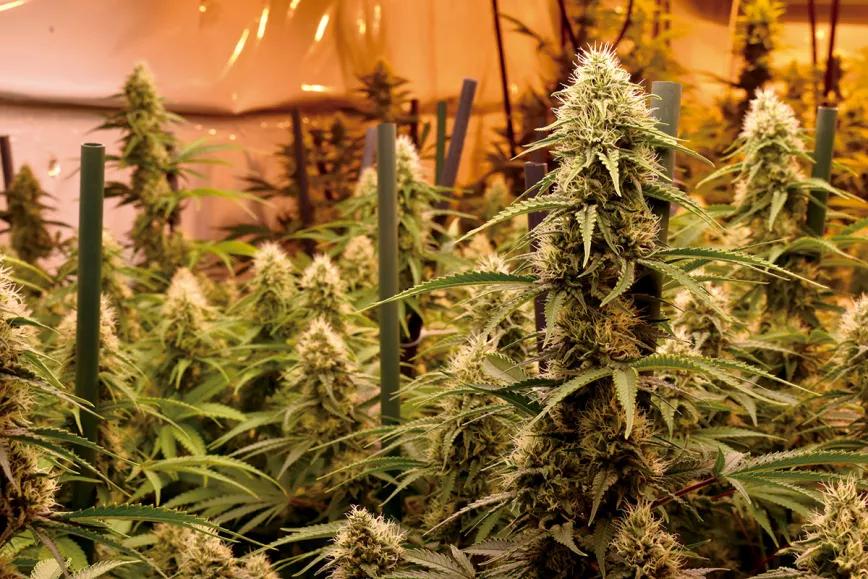 Mejora la producción del ‘indoor’ 