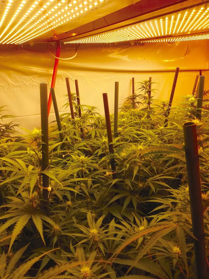 Mejora la producción del ‘indoor’ 