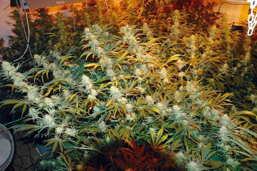 Mejora la producción del ‘indoor’ 