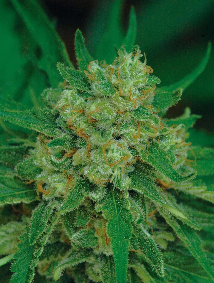 Mejora la producción del ‘indoor’ 