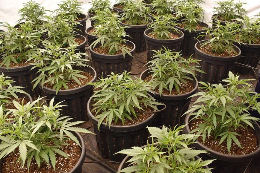 Mejora la producción del ‘indoor’ 