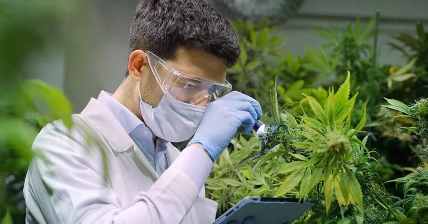 El Gobierno de Navarra impulsa una asociación empresarial del cáñamo