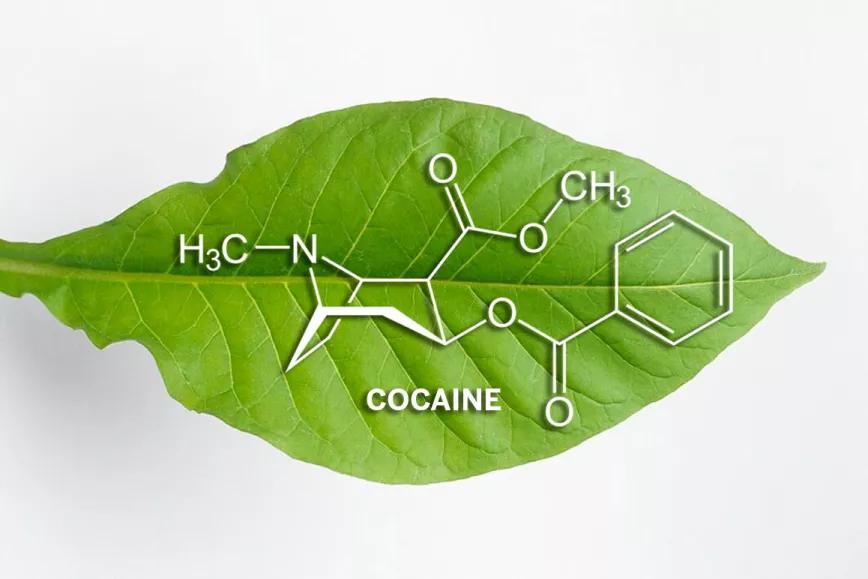 Modifican la planta del tabaco para que produzca cocaína