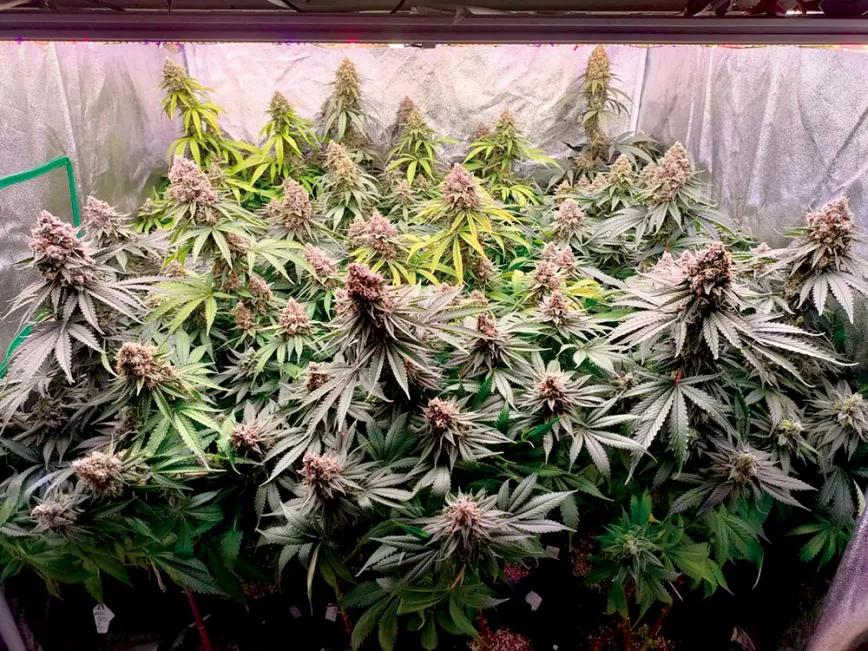 Diez pasos para empezar a cultivar con un kit de interior