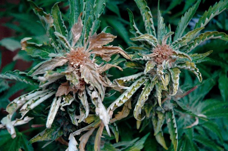 Diez pasos para empezar a cultivar con un kit de interior