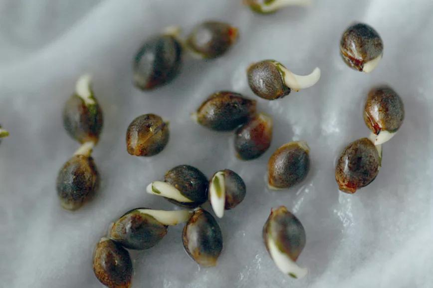 Diez pasos para empezar a cultivar con un kit de interior